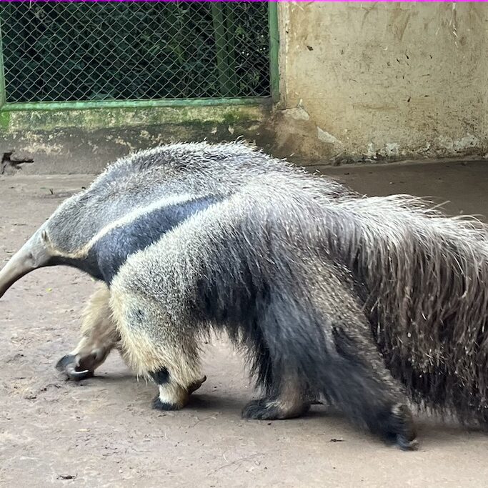 Giant Anteater at Atinguy Wildlife Refuge