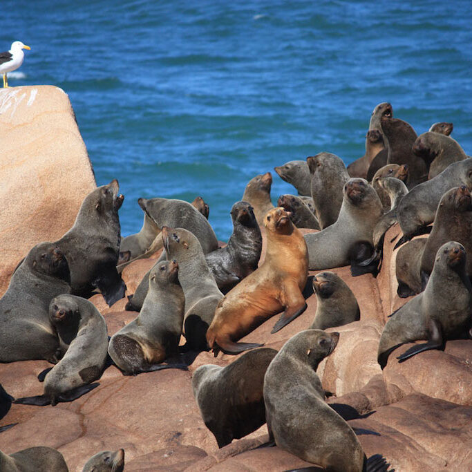 Sea lions in Cabo Polonio