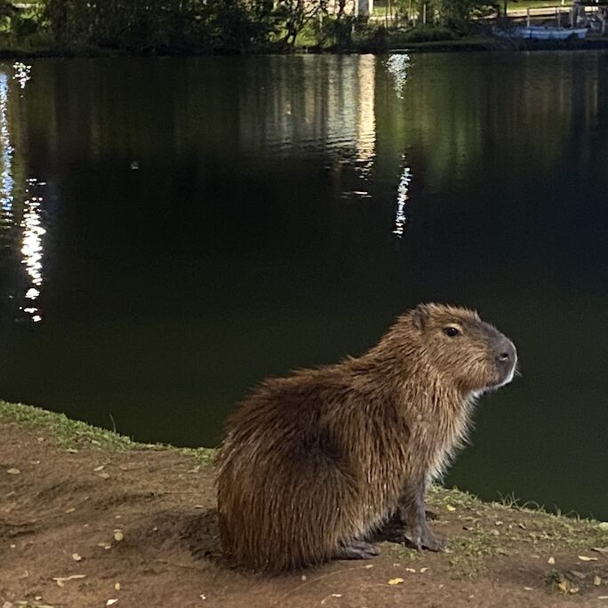 Capybara in Villarrica